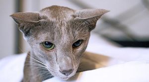 Ориентальная кошка: фото, описание, характер, содержание, отзывы