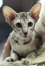 Ориентальная кошка: фото, описание, характер, содержание, отзывы