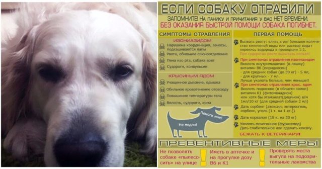 Отравление у собаки – виды, симптомы, первая помощь, лечение