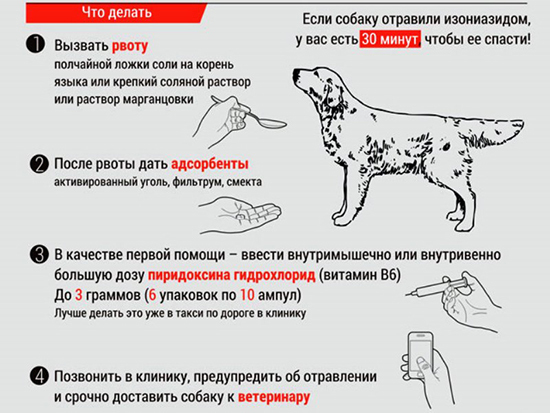 Отравление у собаки – виды, симптомы, первая помощь, лечение