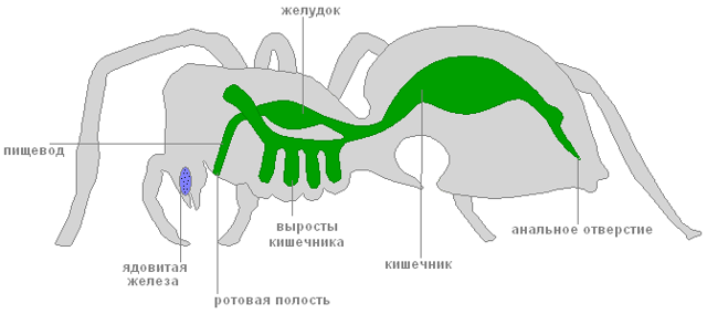 Паук крестовик – фото, описание, ареал, питание, размножение
