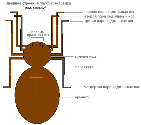 Паук крестовик – фото, описание, ареал, питание, размножение
