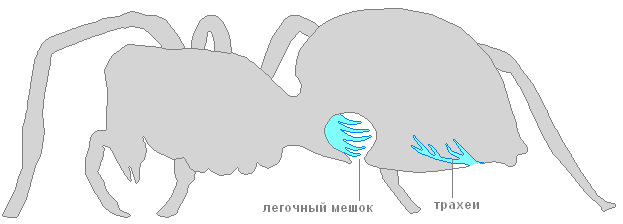 Паук крестовик – фото, описание, ареал, питание, размножение