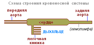Паук крестовик – фото, описание, ареал, питание, размножение