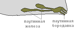Паук крестовик – фото, описание, ареал, питание, размножение