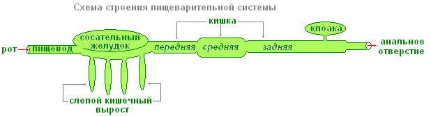 Паук крестовик – фото, описание, ареал, питание, размножение