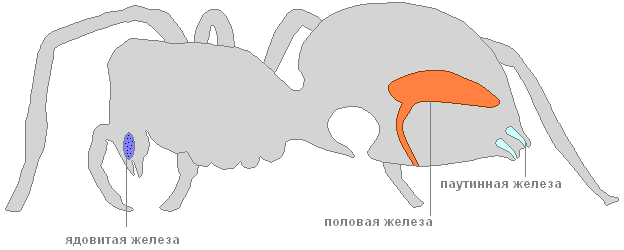 Паук крестовик – фото, описание, ареал, питание, размножение