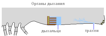 Паук крестовик – фото, описание, ареал, питание, размножение