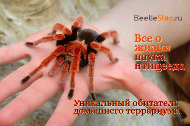 Паук-птицеед – фото, описание, ареал, питание, размножение, враги