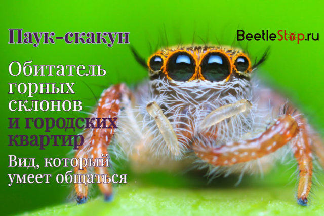 Паук-скакун – фото, описание, виды, питание, содержание, купить