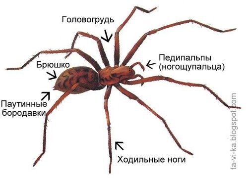 Паутина пауков – для чего и зачем нужна паутина