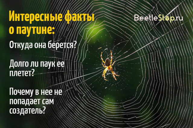 Паутина пауков – для чего и зачем нужна паутина