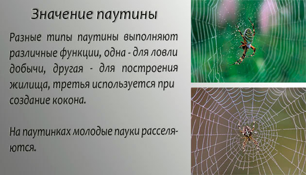 Паутина пауков – для чего и зачем нужна паутина