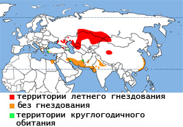 Пеликаны – фото, описание, ареал, рацион, враги, популяция