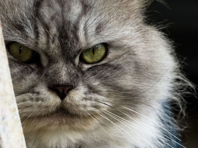 Персидская кошка: фото, описание, характер, содержание