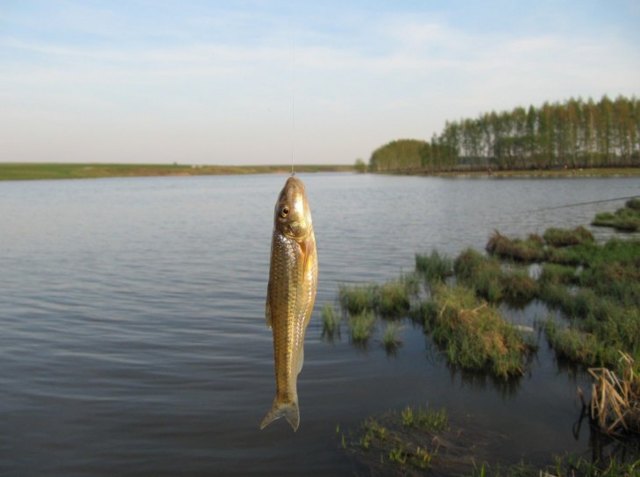 Пескарь – фото, описание, ареал, рацион, враги, популяция