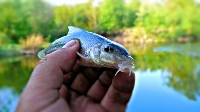 Пескарь – фото, описание, ареал, рацион, враги, популяция