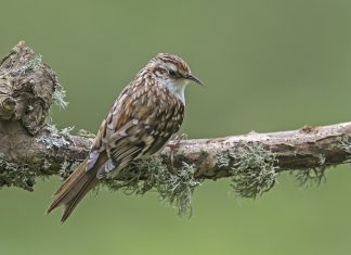 Певчие птицы: фото, названия, описание