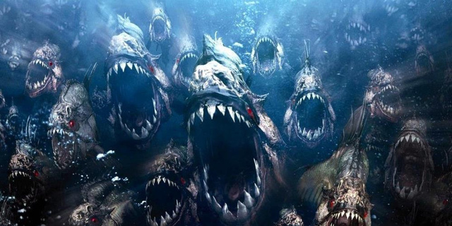Пираньи – фото, описание, содержание, питание, размножение, купить