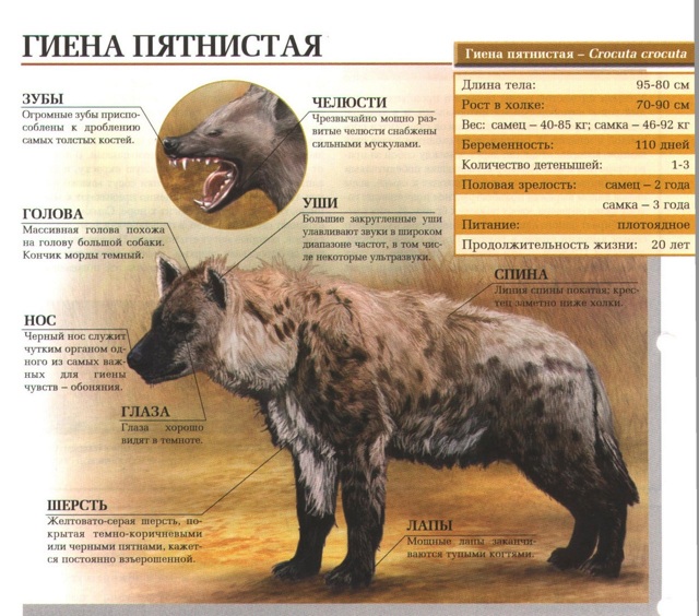 Пятнистая гиена – фото, описание, ареал, питание, враги, популяция