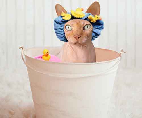 Почему кошки боятся воды