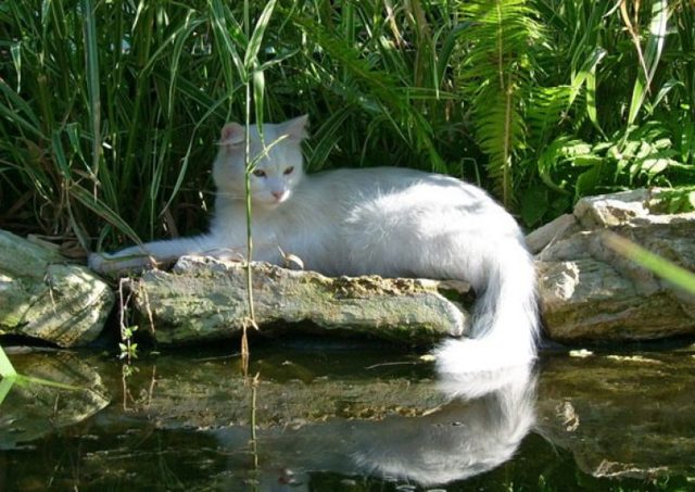Почему кошки боятся воды
