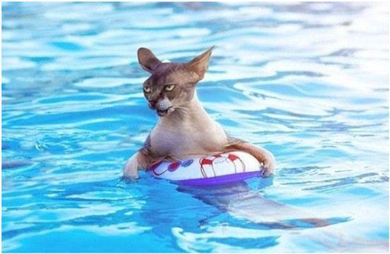 Почему кошки боятся воды