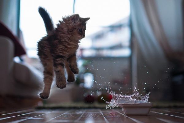Почему кошки боятся воды