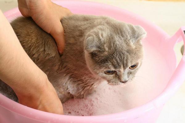 Почему кошки боятся воды