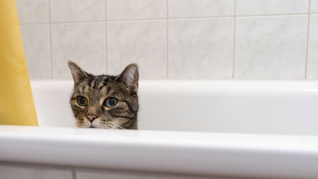 Почему кошки боятся воды
