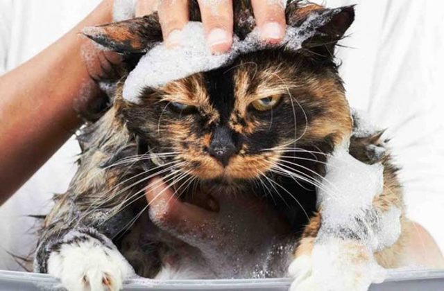 Почему кошки боятся воды