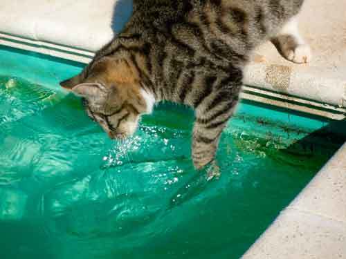 Почему кошки боятся воды