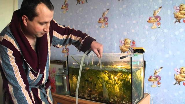 Почему зеленеет вода в аквариуме – причины, профилактика, рекомендации