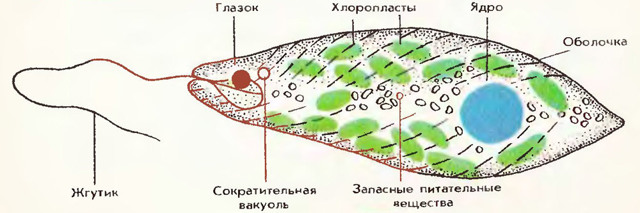 Почему зеленеет вода в аквариуме – причины, профилактика, рекомендации