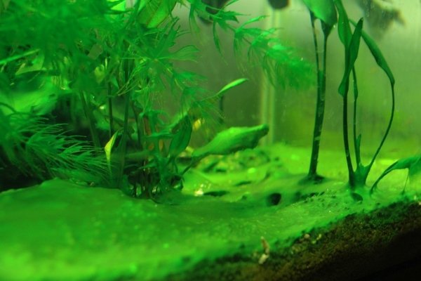 Почему зеленеет вода в аквариуме – причины, профилактика, рекомендации