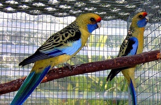 Попугай Розелла – фото, описание, виды, содержание, питание, купить
