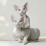 Породы кошек: 80+ пород с названиями и фотографиями