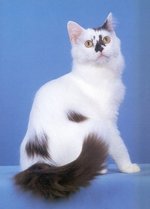 Породы кошек: 80+ пород с названиями и фотографиями