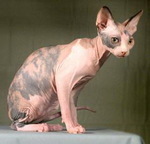Породы кошек: 80+ пород с названиями и фотографиями