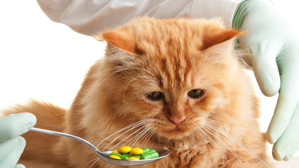 Простуда кошек. Симптомы и лечение