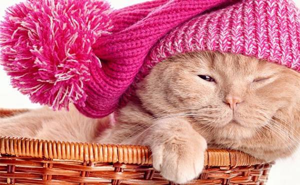 Простуда кошек. Симптомы и лечение