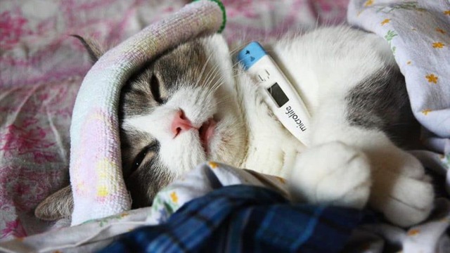 Простуда кошек. Симптомы и лечение