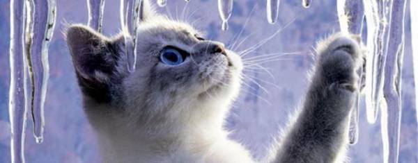 Простуда кошек. Симптомы и лечение