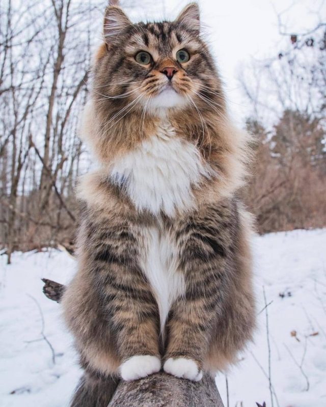 Рагамаффин: фото, описание, характер, содержание, отзывы
