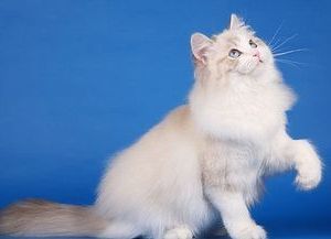 Рэгдолл: фото, описание, характер, содержание