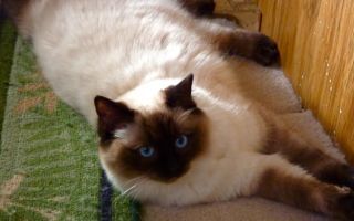 Рэгдолл: фото, описание, характер, содержание