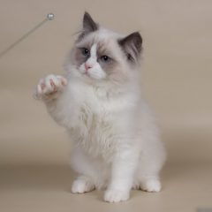 Рэгдолл: фото, описание, характер, содержание