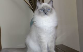 Рэгдолл: фото, описание, характер, содержание