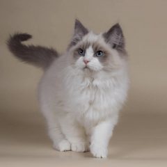 Рэгдолл: фото, описание, характер, содержание