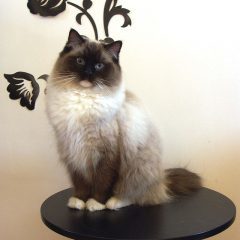 Рэгдолл: фото, описание, характер, содержание